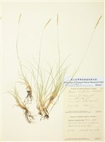 藏品(粗穗冰草)的圖片